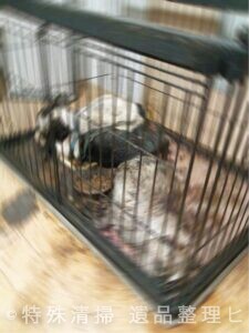 腐乱犬　特殊清掃