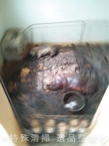腐乱犬　特殊清掃